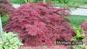 - Acer palmatum 'Crimson Queen' Laceleaf Japanese Maple - Mr Maple │ Buy Japanese Maple Trees