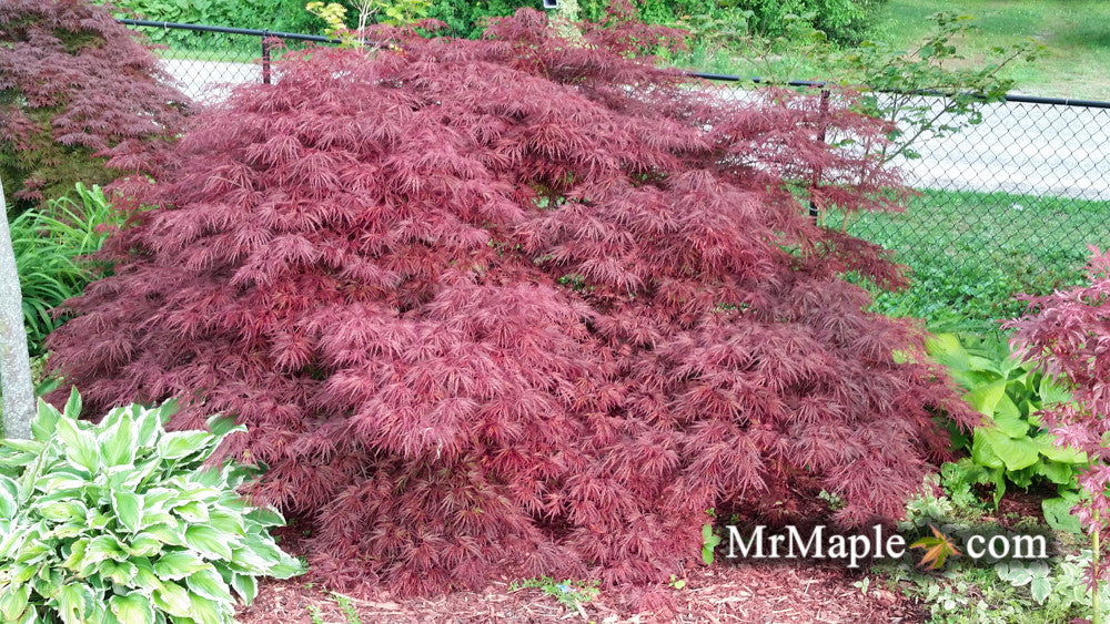 - Acer palmatum 'Crimson Queen' Laceleaf Japanese Maple - Mr Maple │ Buy Japanese Maple Trees