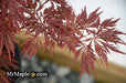 - Acer palmatum 'Crimson Queen' Laceleaf Japanese Maple - Mr Maple │ Buy Japanese Maple Trees