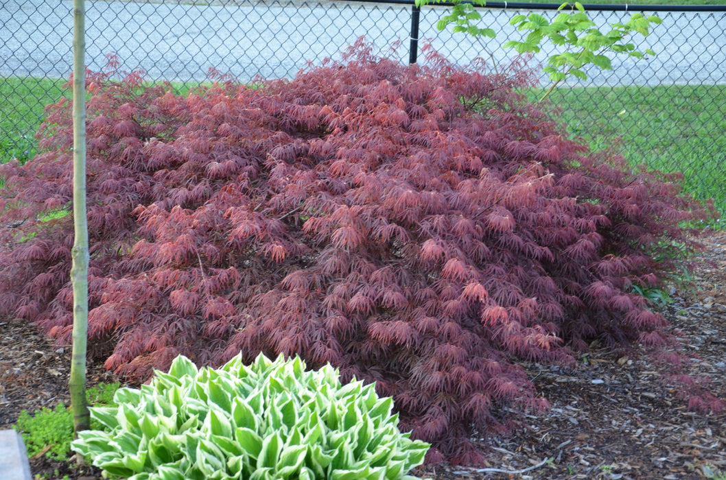 - Acer palmatum 'Crimson Queen' Laceleaf Japanese Maple - Mr Maple │ Buy Japanese Maple Trees