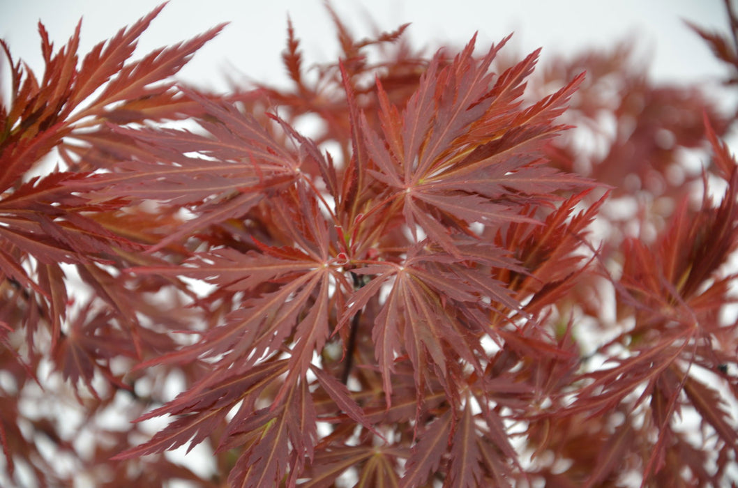 - Acer palmatum 'Crimson Queen' Laceleaf Japanese Maple - Mr Maple │ Buy Japanese Maple Trees