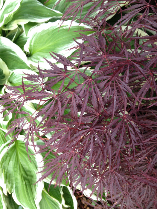 - Acer palmatum 'Crimson Queen' Laceleaf Japanese Maple - Mr Maple │ Buy Japanese Maple Trees