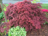 - Acer palmatum 'Crimson Queen' Laceleaf Japanese Maple - Mr Maple │ Buy Japanese Maple Trees