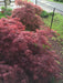 - Acer palmatum 'Crimson Queen' Laceleaf Japanese Maple - Mr Maple │ Buy Japanese Maple Trees