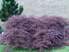 - Acer palmatum 'Crimson Queen' Laceleaf Japanese Maple - Mr Maple │ Buy Japanese Maple Trees