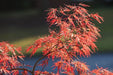 - Acer palmatum 'Crimson Queen' Laceleaf Japanese Maple - Mr Maple │ Buy Japanese Maple Trees