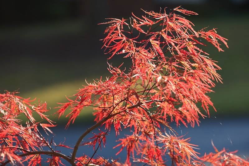 - Acer palmatum 'Crimson Queen' Laceleaf Japanese Maple - Mr Maple │ Buy Japanese Maple Trees