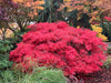 - Acer palmatum 'Crimson Queen' Laceleaf Japanese Maple - Mr Maple │ Buy Japanese Maple Trees