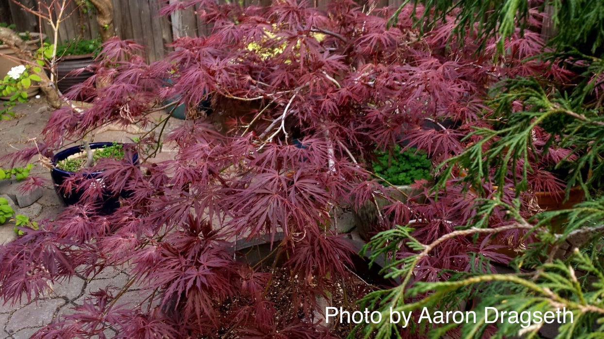 - Acer palmatum 'Crimson Queen' Laceleaf Japanese Maple - Mr Maple │ Buy Japanese Maple Trees