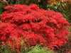 - Acer palmatum 'Crimson Queen' Laceleaf Japanese Maple - Mr Maple │ Buy Japanese Maple Trees