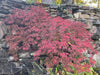 - Acer palmatum 'Crimson Queen' Laceleaf Japanese Maple - Mr Maple │ Buy Japanese Maple Trees