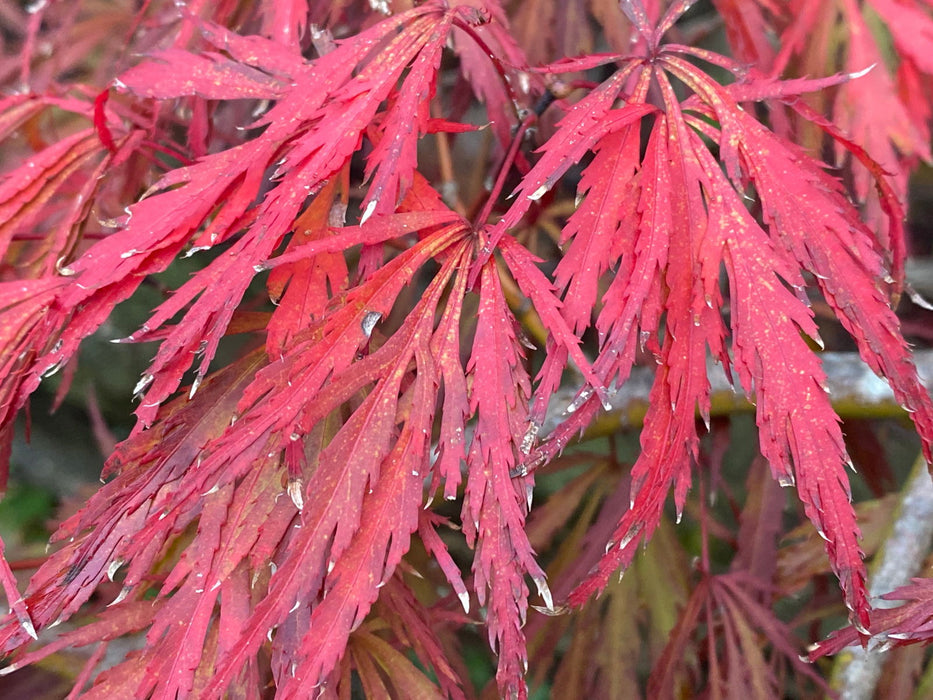 - Acer palmatum 'Crimson Queen' Laceleaf Japanese Maple - Mr Maple │ Buy Japanese Maple Trees