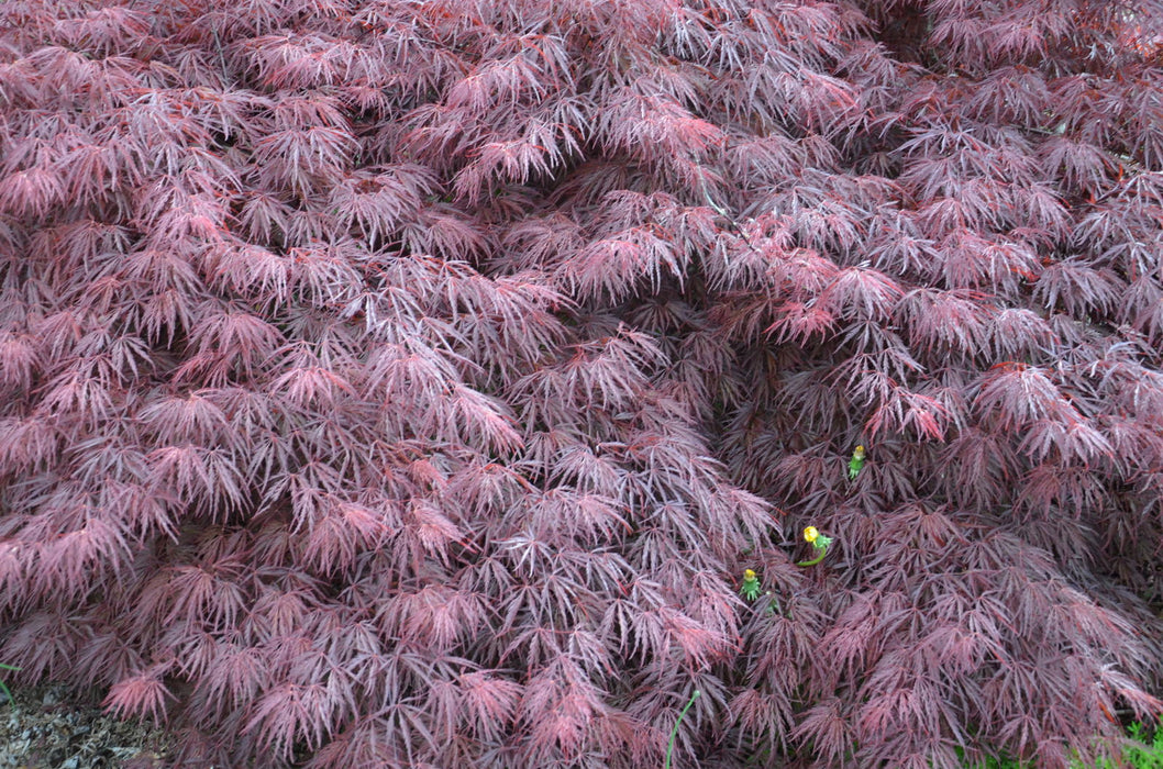 - Acer palmatum 'Crimson Queen' Laceleaf Japanese Maple - Mr Maple │ Buy Japanese Maple Trees