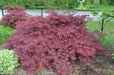 - Acer palmatum 'Crimson Queen' Laceleaf Japanese Maple - Mr Maple │ Buy Japanese Maple Trees