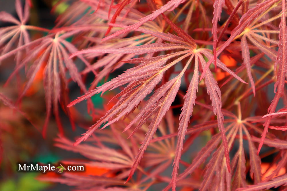 - Acer palmatum 'Crimson Queen' Laceleaf Japanese Maple - Mr Maple │ Buy Japanese Maple Trees