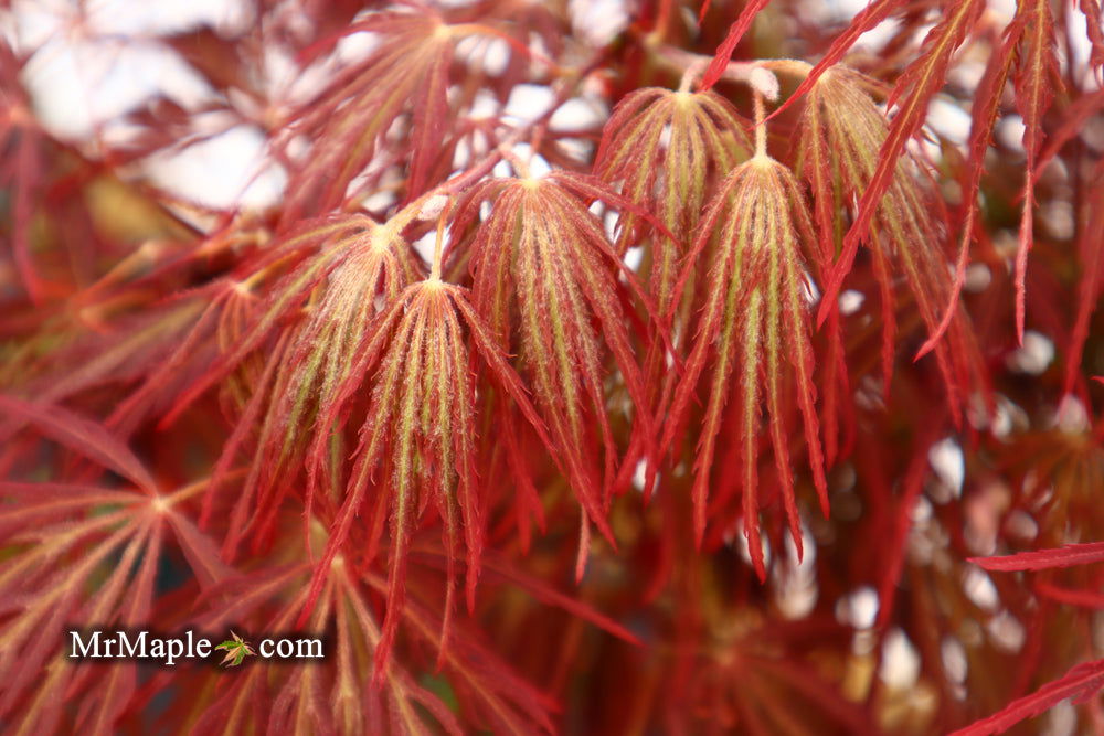 - Acer palmatum 'Crimson Queen' Laceleaf Japanese Maple - Mr Maple │ Buy Japanese Maple Trees