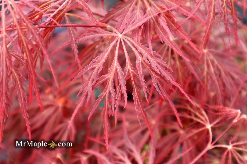 - Acer palmatum 'Crimson Queen' Laceleaf Japanese Maple - Mr Maple │ Buy Japanese Maple Trees