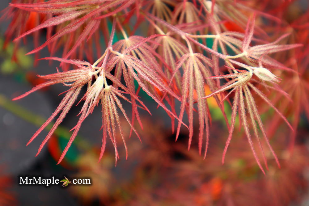 - Acer palmatum 'Crimson Queen' Laceleaf Japanese Maple - Mr Maple │ Buy Japanese Maple Trees