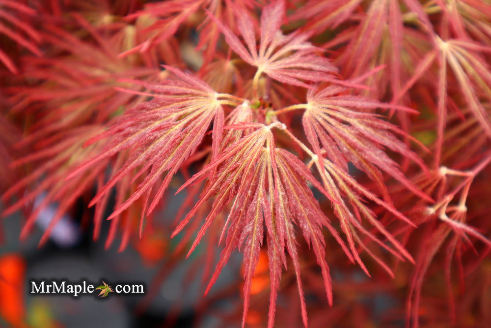 - Acer palmatum 'Crimson Queen' Laceleaf Japanese Maple - Mr Maple │ Buy Japanese Maple Trees