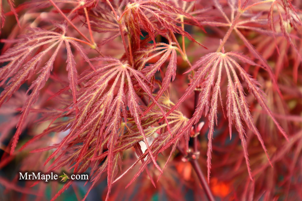 - Acer palmatum 'Crimson Queen' Laceleaf Japanese Maple - Mr Maple │ Buy Japanese Maple Trees