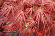 - Acer palmatum 'Crimson Queen' Laceleaf Japanese Maple - Mr Maple │ Buy Japanese Maple Trees