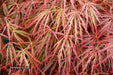 - Acer palmatum 'Crimson Queen' Laceleaf Japanese Maple - Mr Maple │ Buy Japanese Maple Trees