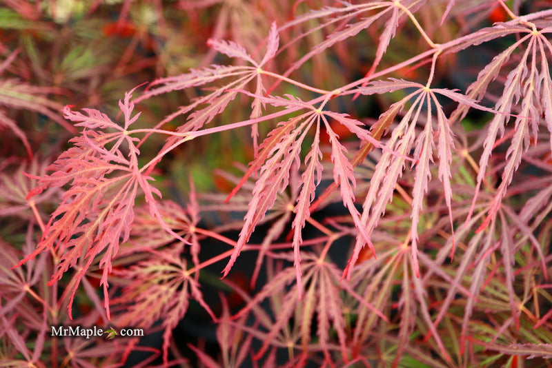 - Acer palmatum 'Crimson Queen' Laceleaf Japanese Maple - Mr Maple │ Buy Japanese Maple Trees