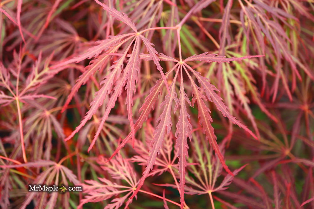 - Acer palmatum 'Crimson Queen' Laceleaf Japanese Maple - Mr Maple │ Buy Japanese Maple Trees