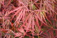 - Acer palmatum 'Crimson Queen' Laceleaf Japanese Maple - Mr Maple │ Buy Japanese Maple Trees