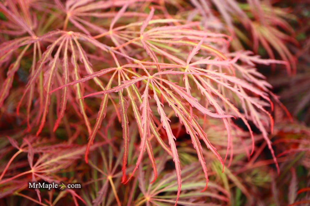 - Acer palmatum 'Crimson Queen' Laceleaf Japanese Maple - Mr Maple │ Buy Japanese Maple Trees