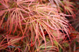 - Acer palmatum 'Crimson Queen' Laceleaf Japanese Maple - Mr Maple │ Buy Japanese Maple Trees