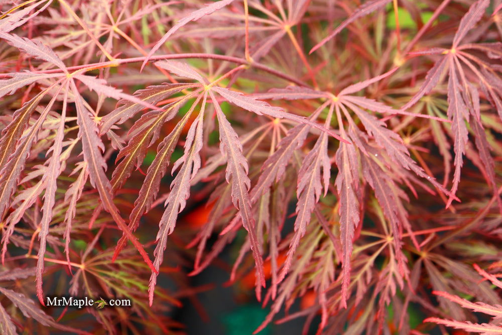 - Acer palmatum 'Crimson Queen' Laceleaf Japanese Maple - Mr Maple │ Buy Japanese Maple Trees