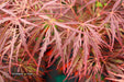 - Acer palmatum 'Crimson Queen' Laceleaf Japanese Maple - Mr Maple │ Buy Japanese Maple Trees