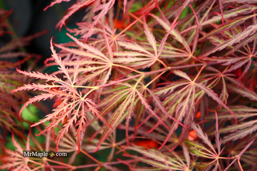 - Acer palmatum 'Crimson Queen' Laceleaf Japanese Maple - Mr Maple │ Buy Japanese Maple Trees