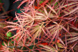 - Acer palmatum 'Crimson Queen' Laceleaf Japanese Maple - Mr Maple │ Buy Japanese Maple Trees