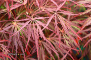 - Acer palmatum 'Crimson Queen' Laceleaf Japanese Maple - Mr Maple │ Buy Japanese Maple Trees