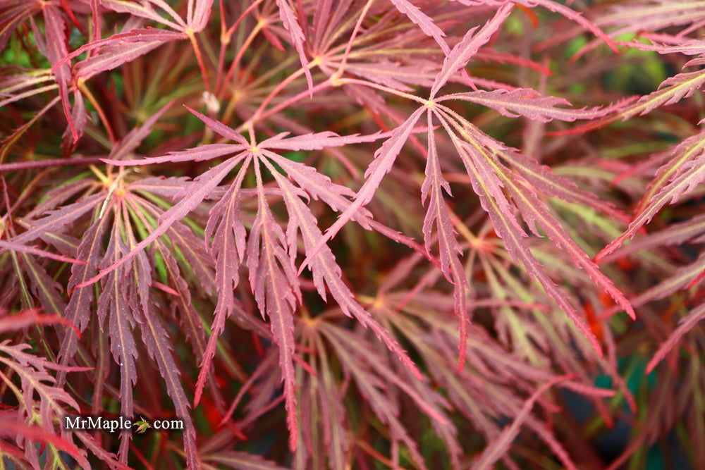 - Acer palmatum 'Crimson Queen' Laceleaf Japanese Maple - Mr Maple │ Buy Japanese Maple Trees