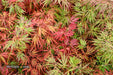 - Acer palmatum 'Crimson Queen' Laceleaf Japanese Maple - Mr Maple │ Buy Japanese Maple Trees