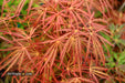 - Acer palmatum 'Crimson Queen' Laceleaf Japanese Maple - Mr Maple │ Buy Japanese Maple Trees