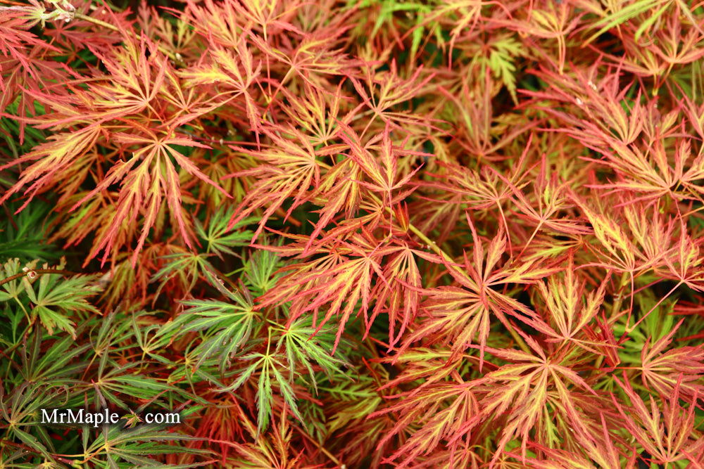 - Acer palmatum 'Crimson Queen' Laceleaf Japanese Maple - Mr Maple │ Buy Japanese Maple Trees