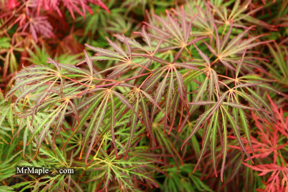 - Acer palmatum 'Crimson Queen' Laceleaf Japanese Maple - Mr Maple │ Buy Japanese Maple Trees