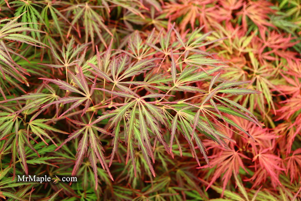 - Acer palmatum 'Crimson Queen' Laceleaf Japanese Maple - Mr Maple │ Buy Japanese Maple Trees