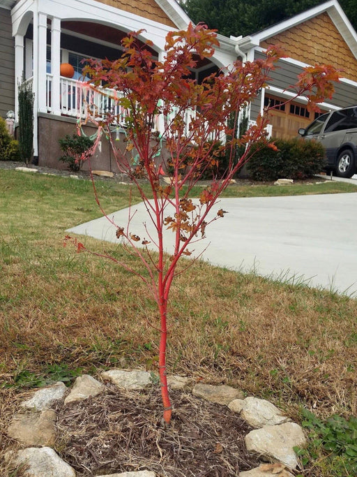 Acer palmatum 'Cupid' Dwarf Coral Bark Japanese Maple - Mr Maple │ Buy Japanese Maple Trees