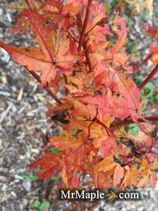 Acer palmatum 'Cupid' Dwarf Coral Bark Japanese Maple - Mr Maple │ Buy Japanese Maple Trees