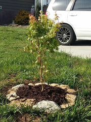 - Acer palmatum 'Cupid' Dwarf Coral Bark Japanese Maple - Mr Maple │ Buy Japanese Maple Trees