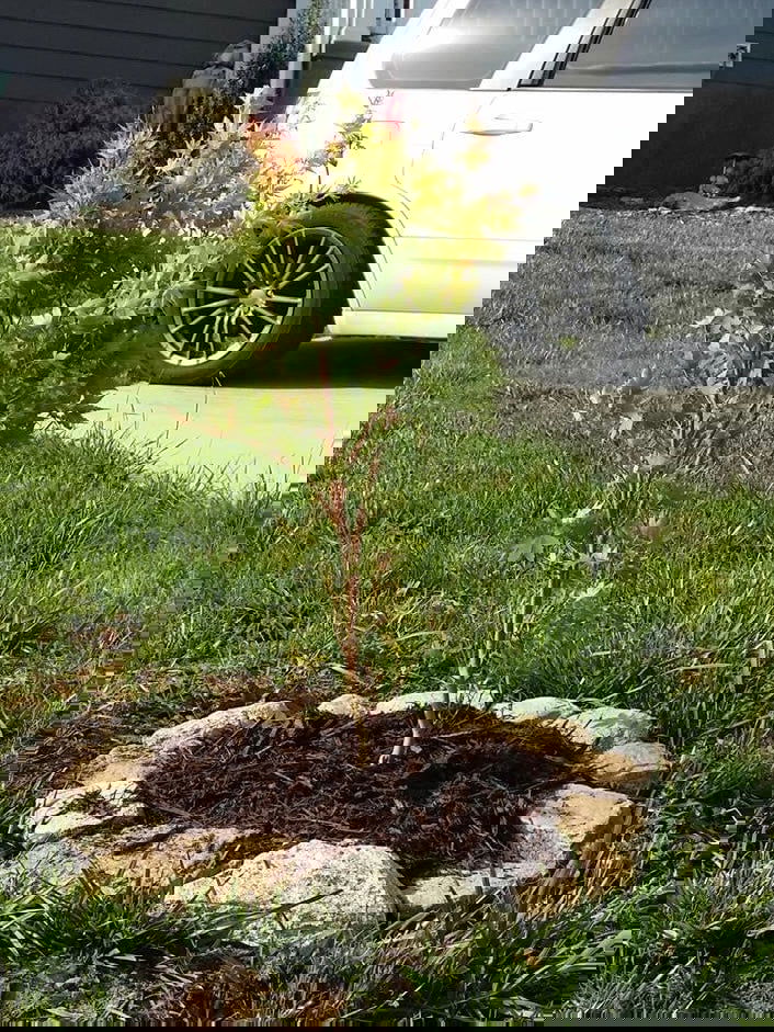 - Acer palmatum 'Cupid' Dwarf Coral Bark Japanese Maple - Mr Maple │ Buy Japanese Maple Trees