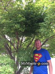 - Acer palmatum 'Cupid' Dwarf Coral Bark Japanese Maple - Mr Maple │ Buy Japanese Maple Trees