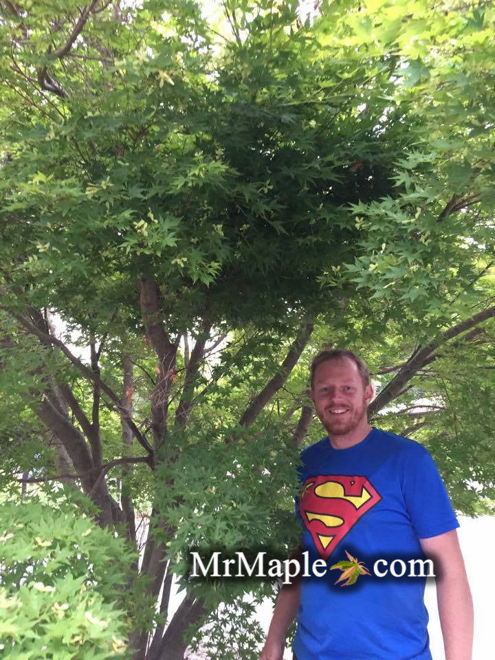 - Acer palmatum 'Cupid' Dwarf Coral Bark Japanese Maple - Mr Maple │ Buy Japanese Maple Trees