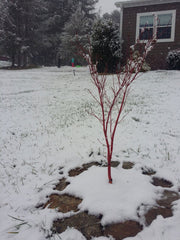 - Acer palmatum 'Cupid' Dwarf Coral Bark Japanese Maple - Mr Maple │ Buy Japanese Maple Trees