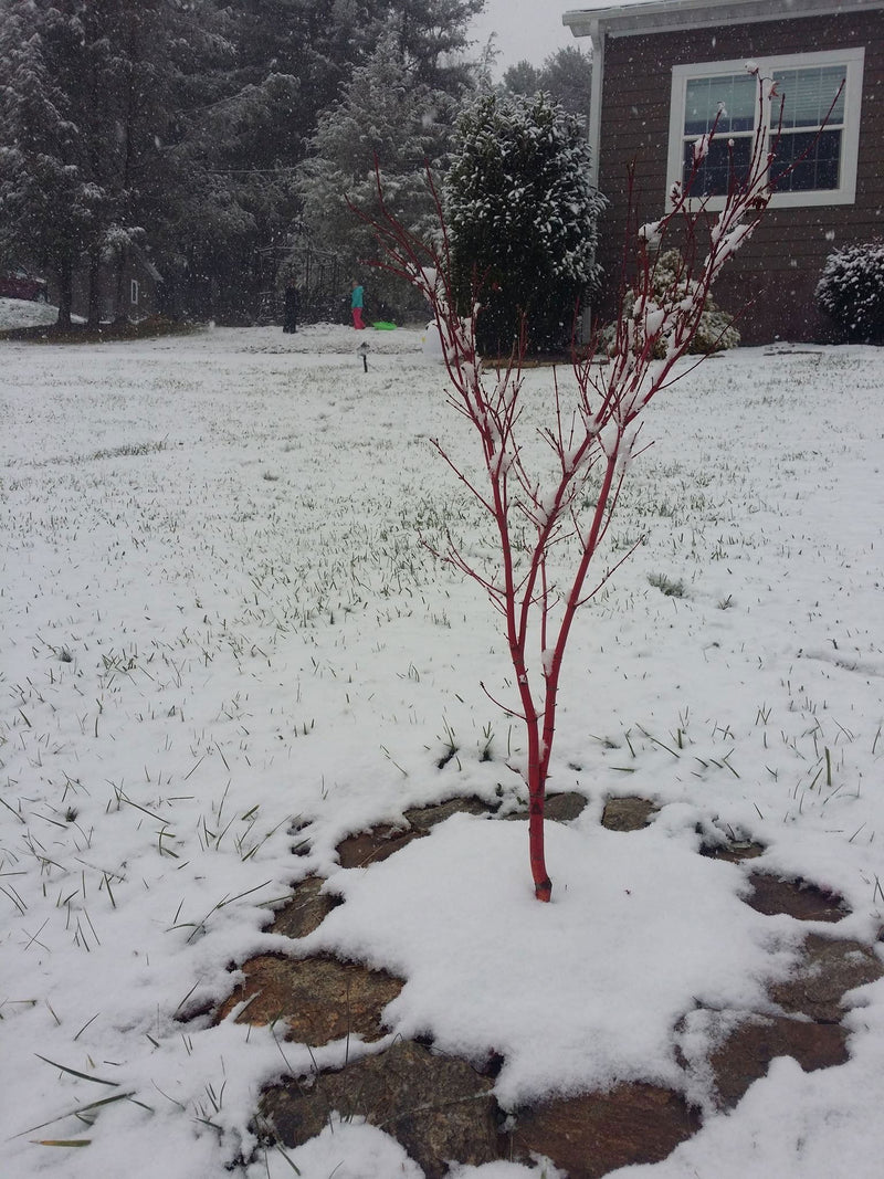 - Acer palmatum 'Cupid' Dwarf Coral Bark Japanese Maple - Mr Maple │ Buy Japanese Maple Trees